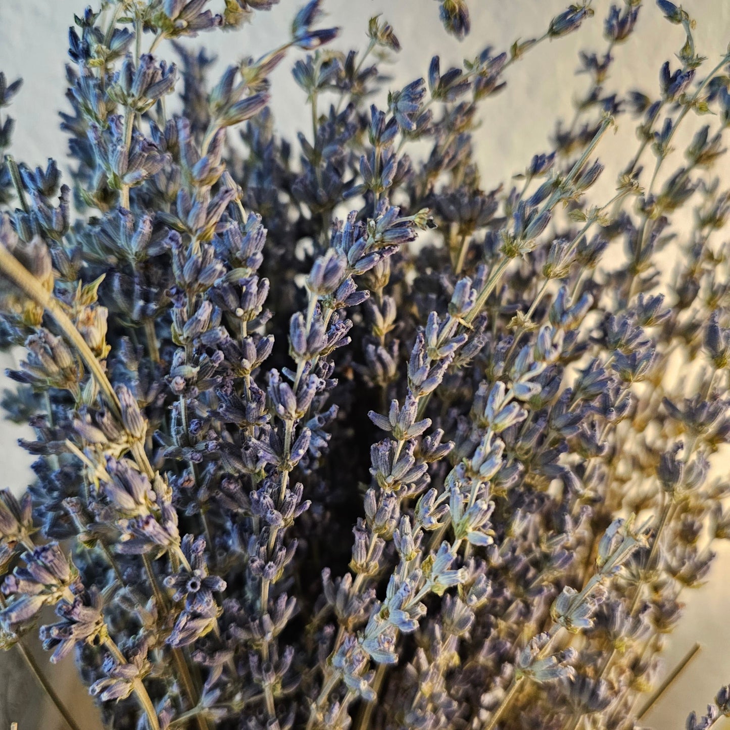 LAVENDER Oil - Purification, Protection, Love, Beauty, Dream Work, Clarity, Cleansing, Calming, Happiness - Ritual & Altar Tools
